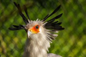 230425 PZ Secretary Bird LR CC 01