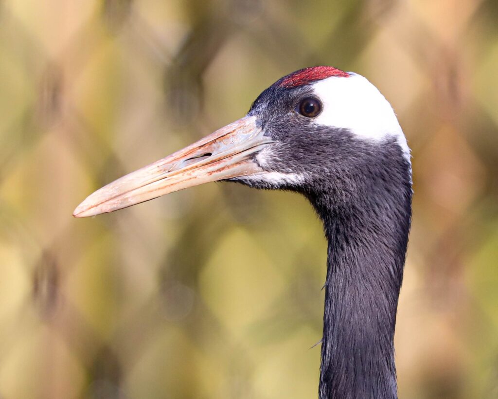 240205 PZ Red Crowned Crane BC HR 1