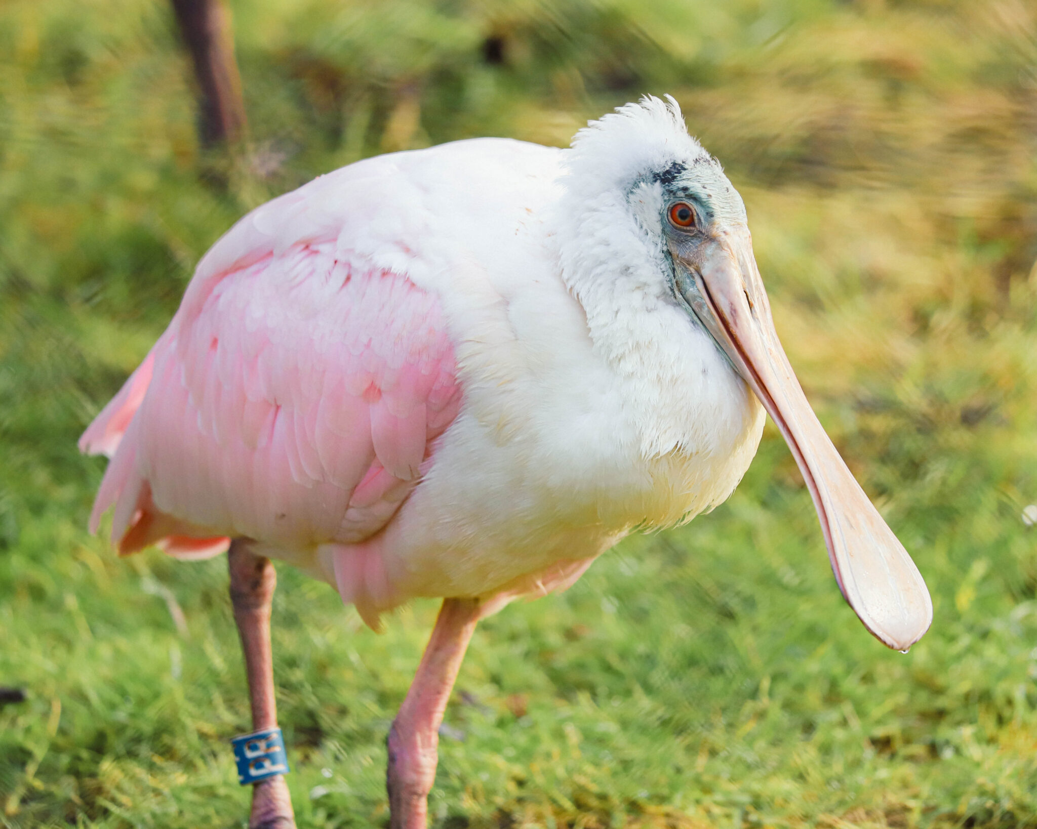 Roseate spoonbill at Paignton Zoo