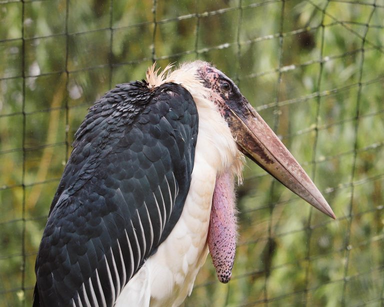 Marabou stork at Paignton Zoo