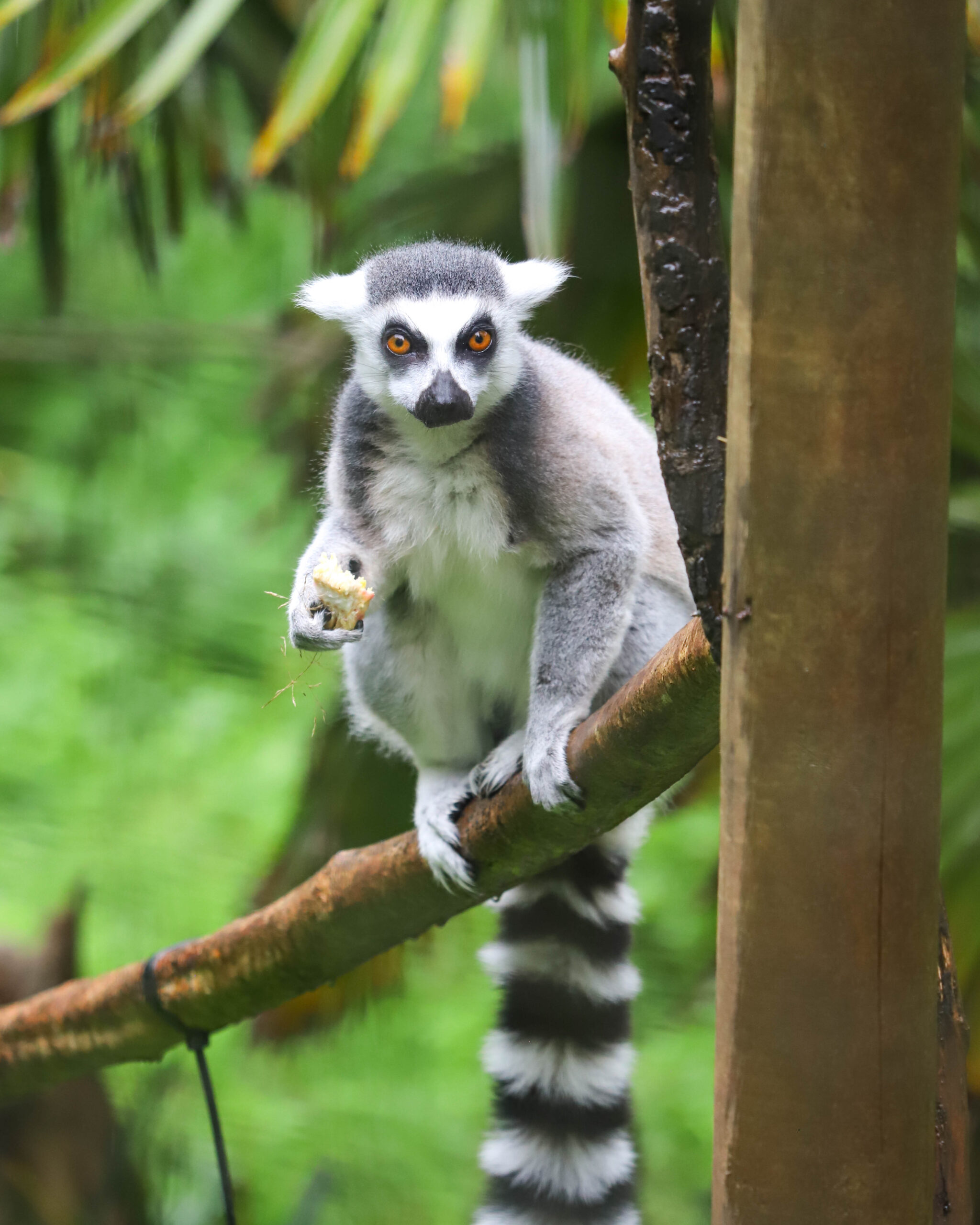 Ring-tailed lemurs at Paignton Zoo