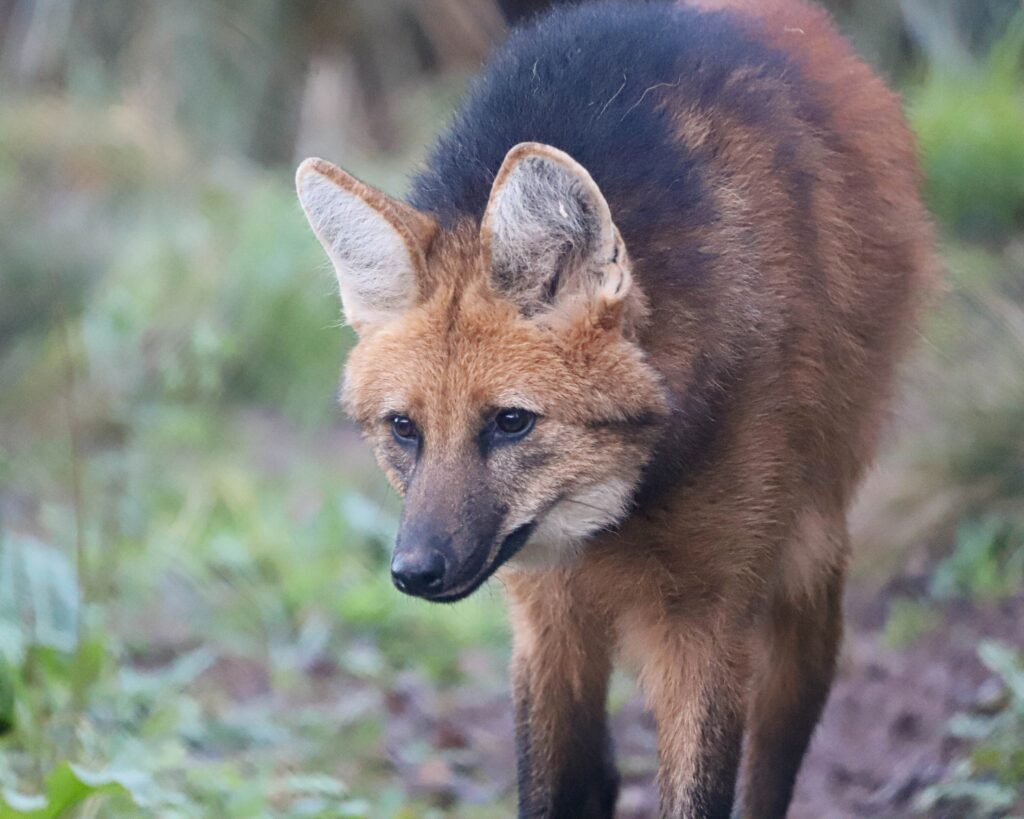 250102 PZ Maned Wolf BC HR 2 1