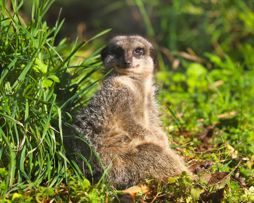 Meerkats at Paignton Zoo