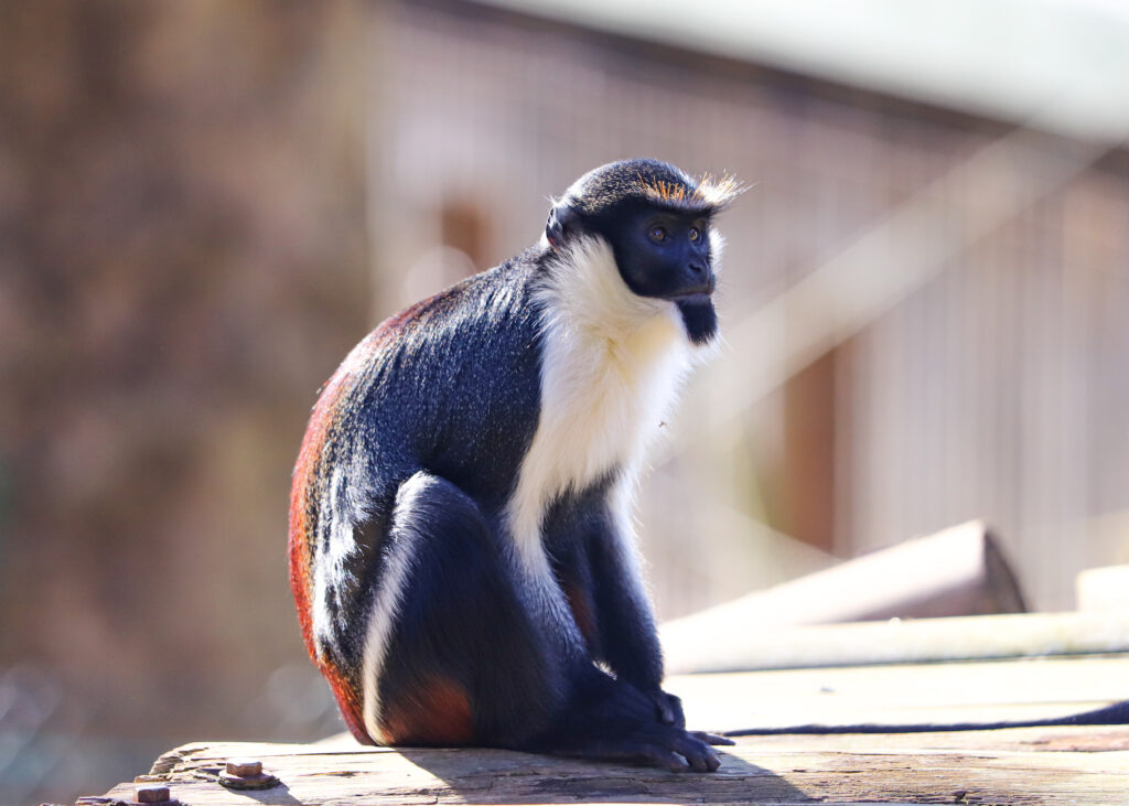250227 Paignton Zoo Diana Monkey BC HR 2