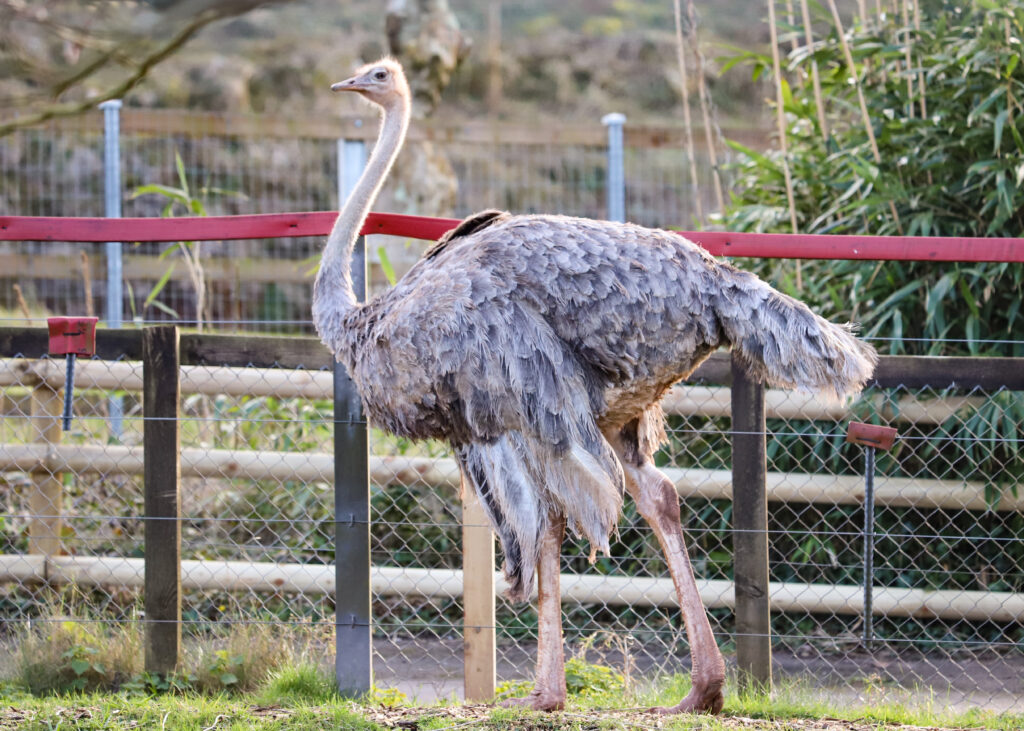 250227 Paignton Zoo Red Necked Ostrich BC HR 1
