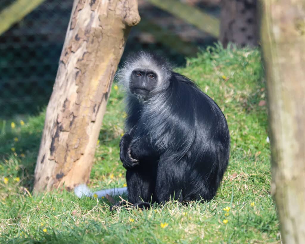 250314 Paignton Zoo King Colobus Monkey BC HR 6