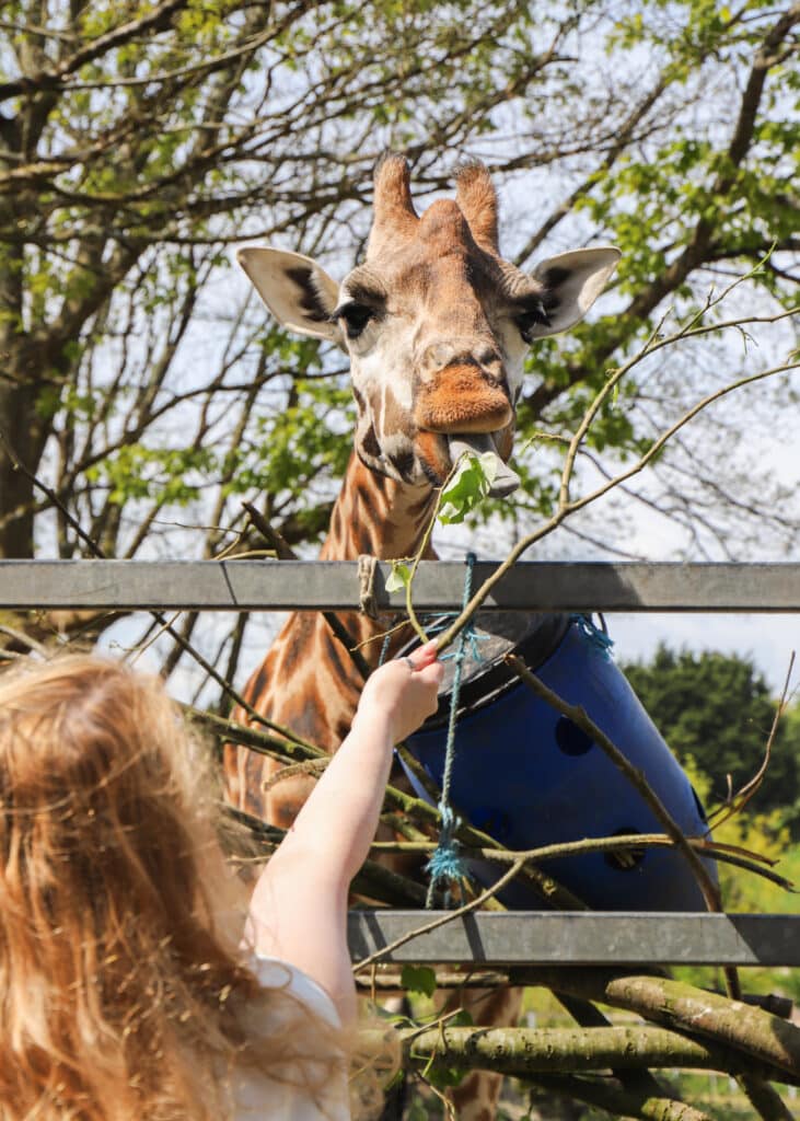 Giraffe feeding experience at Paignton Zoo