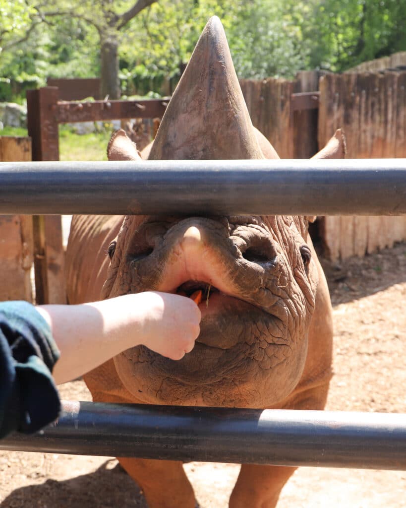 Rhino feeding experience at Paignton Zoo