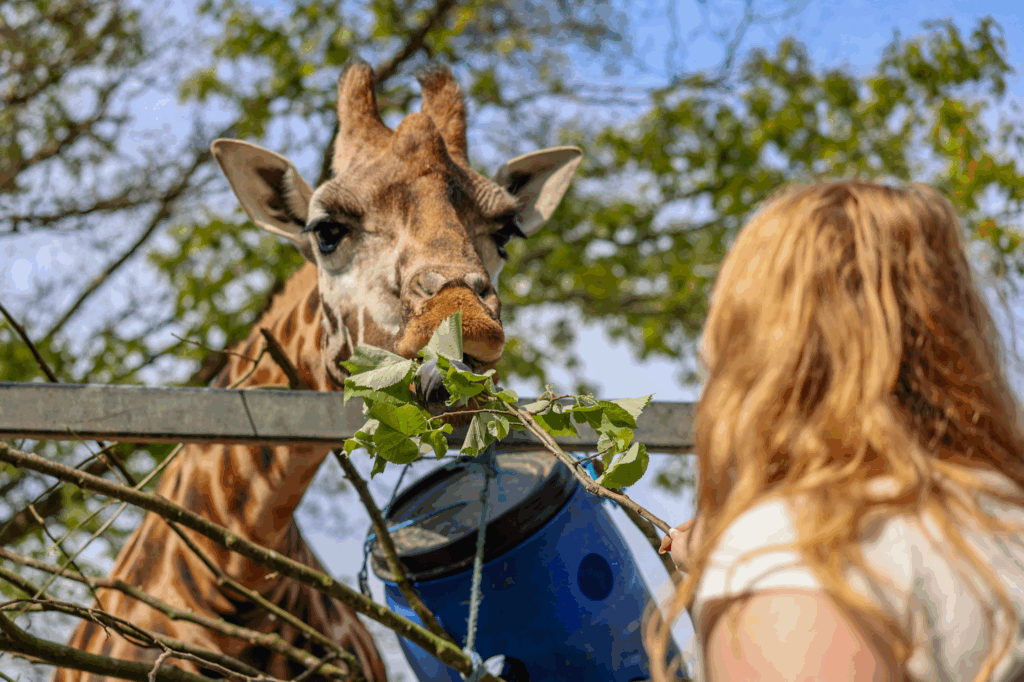 Book a giraffe feeding experience at Paignton Zoo