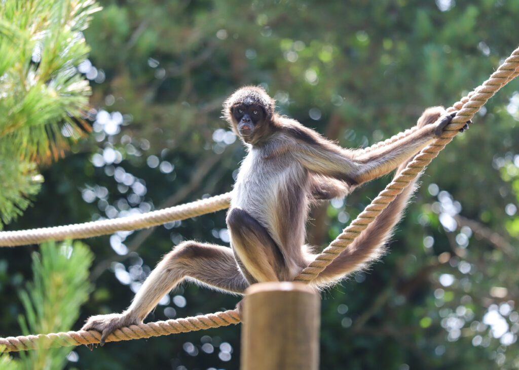 250620 Paignton Zoo Brown Spider Monkey BC HR 5