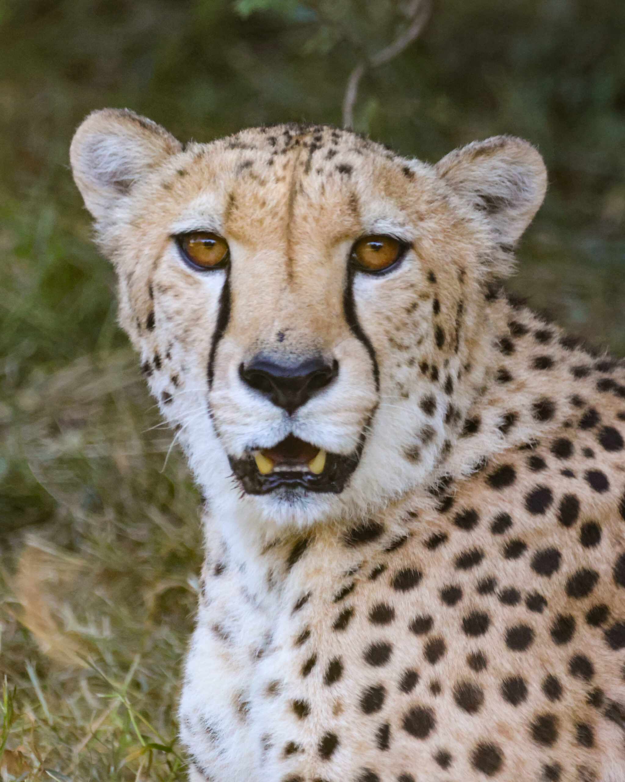 Cheetah at Paignton Zoo