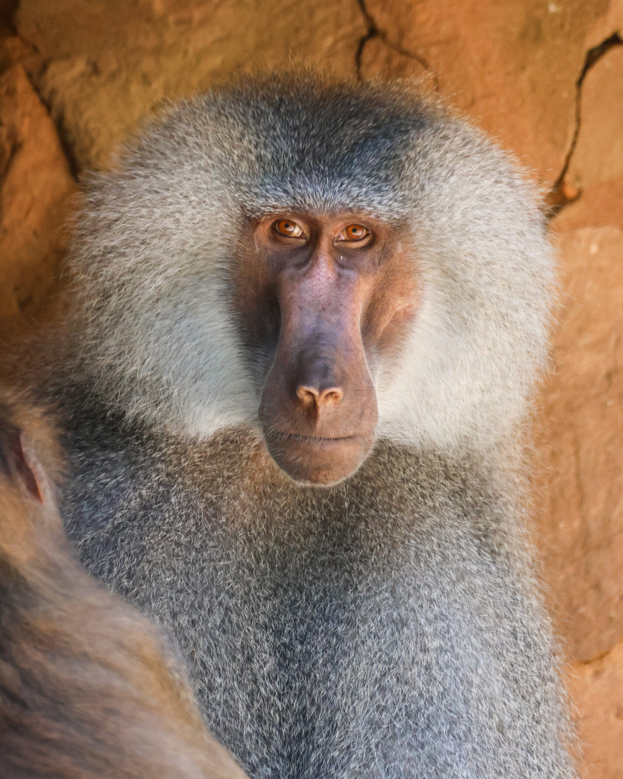 Male Hamadryas baboon at Paignton Zoo