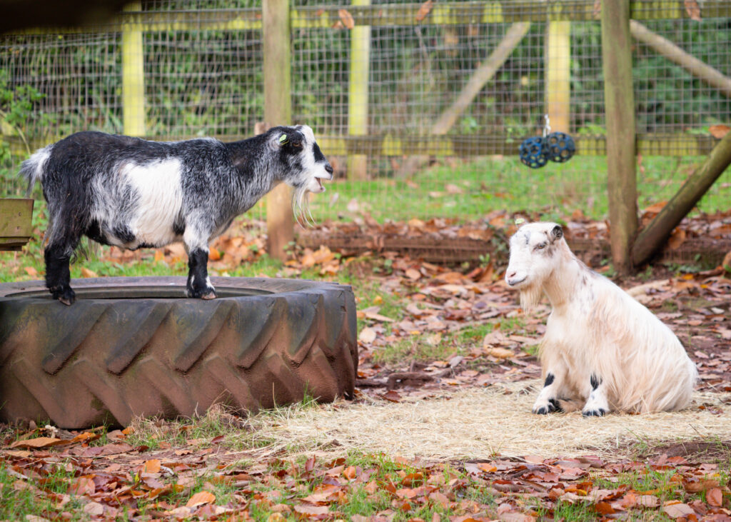 271125 Paignton Zoo Pygmy Goat BC HR 6