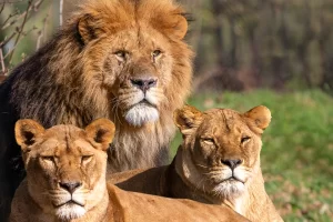 3 lion experience website 1200x800px
