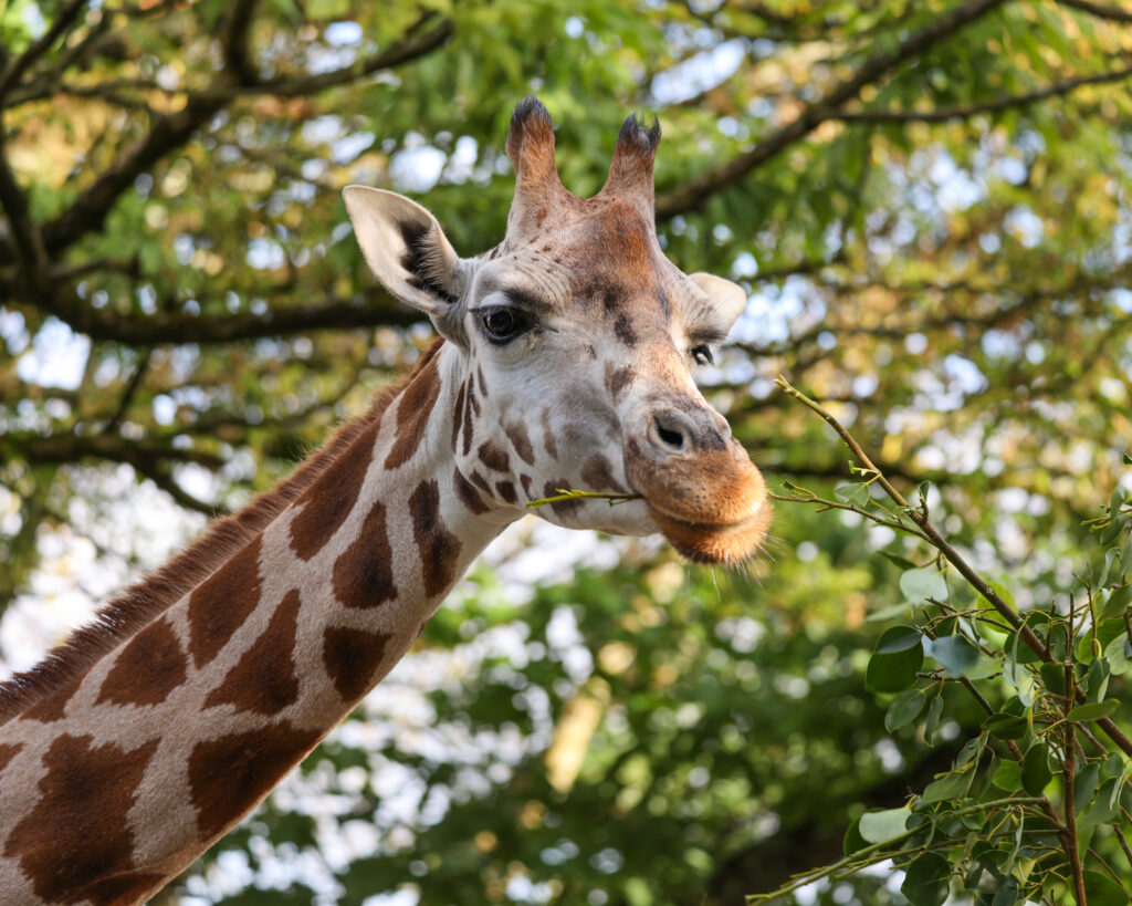 Female Rothschild's giraffe at Paignton Zoo