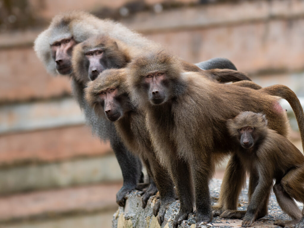 AdamJude Baboons Primates