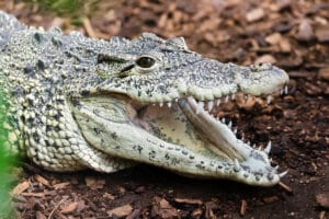 Female Cuban crocodile at Paignton Zoo