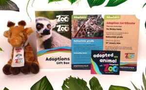 Adopt a giraffe at Paignton Zoo and get an adoption pack