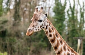 Female Rothschild's giraffe at Paignton Zoo