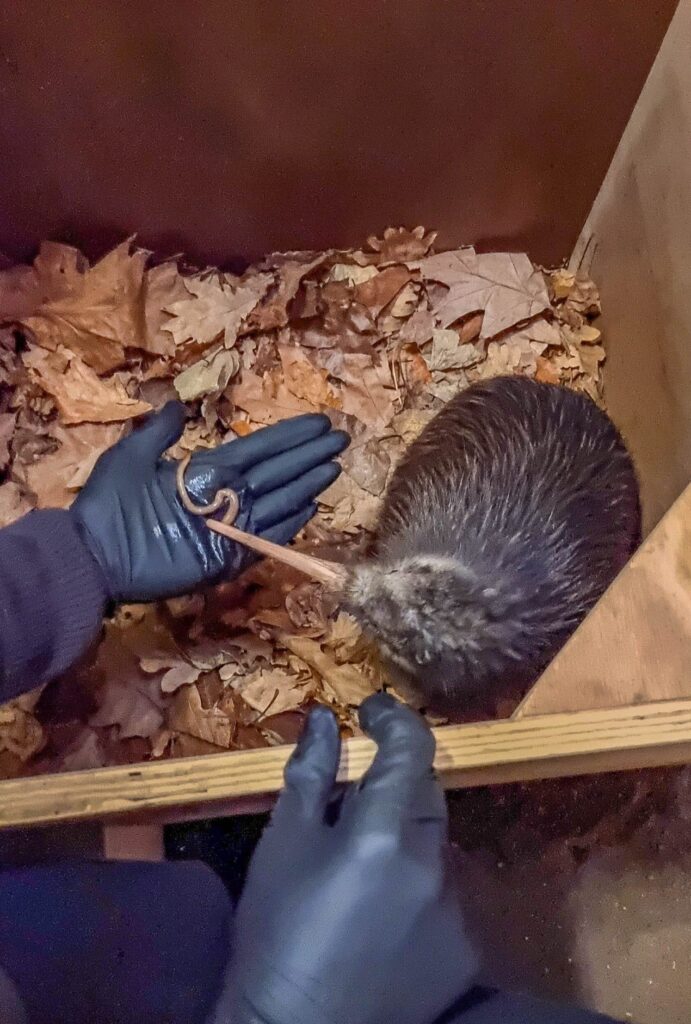 Kiwi feeding experience at Paignton Zoo