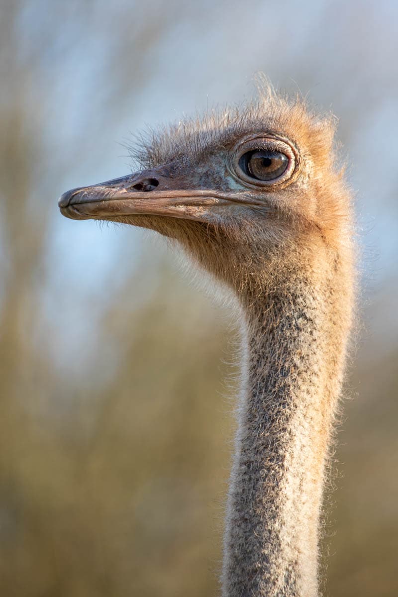 Female red-necked ostrich Maisy at Paignton Zoo