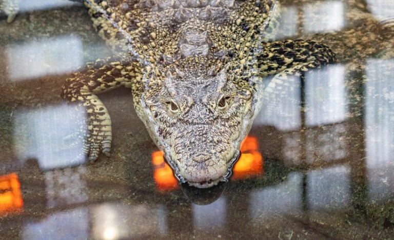 Female Cuban crocodile Spice at Paignton Zoo