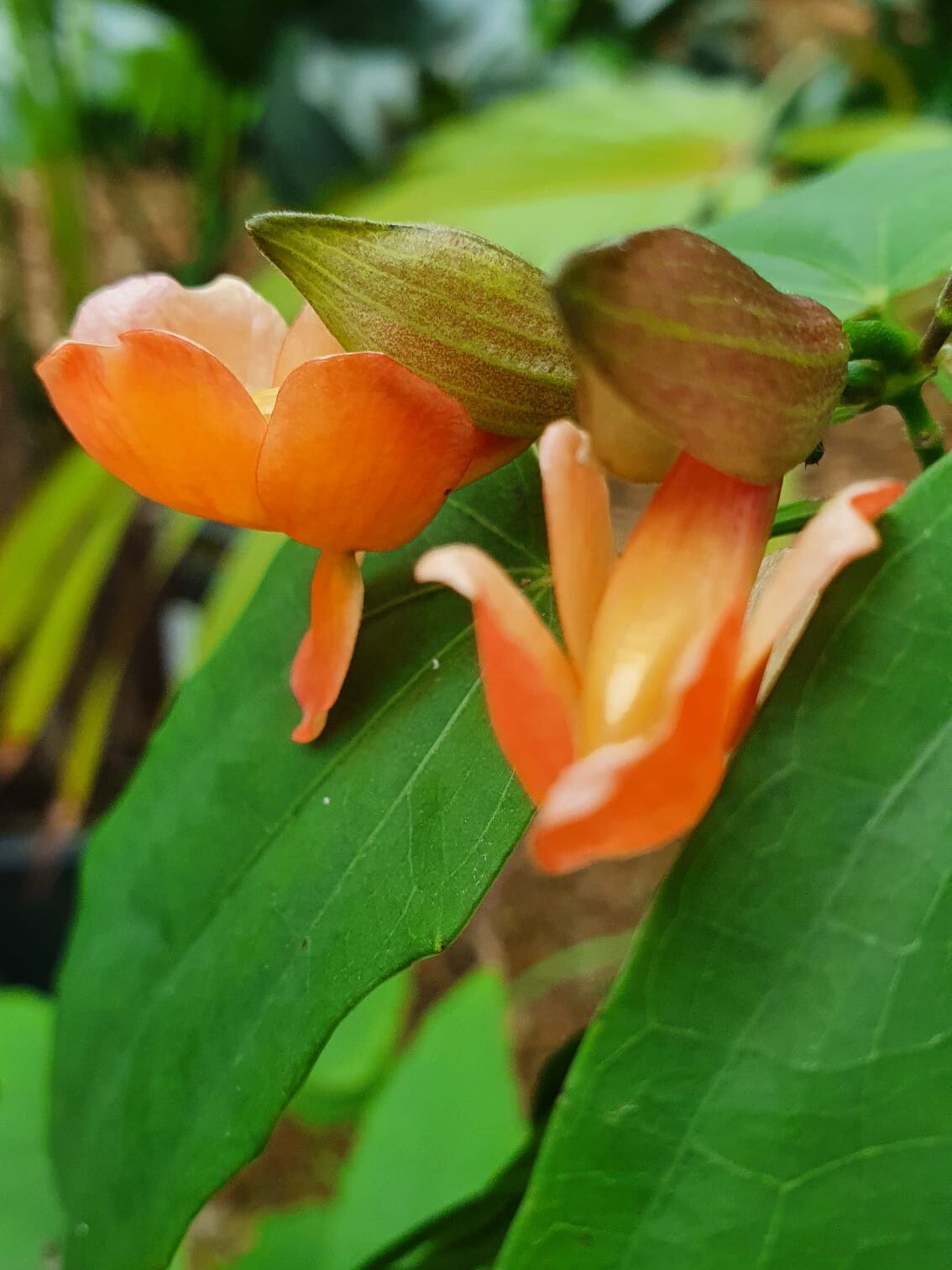 Spring botanical gallery