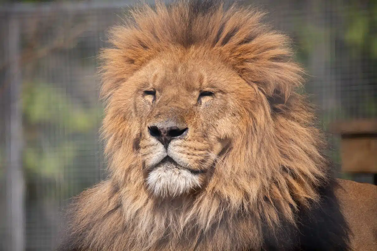 Visit African Lion - A Zoo With African Lion • Paignton Zoo