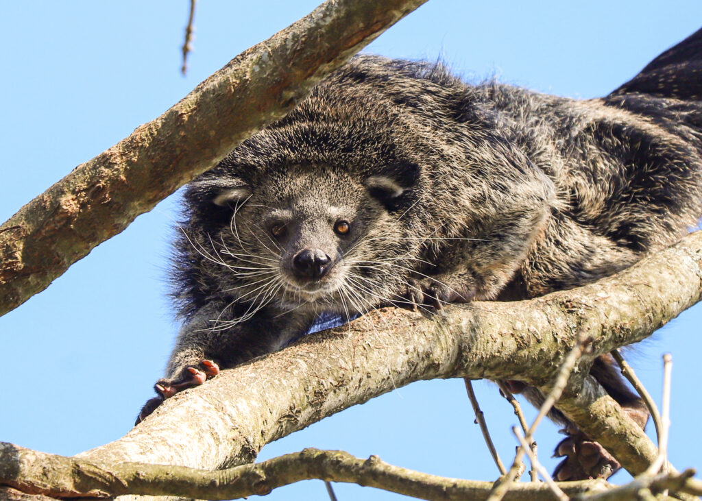 250407 Paignton Zoo Binturong Carlo BC HR 6