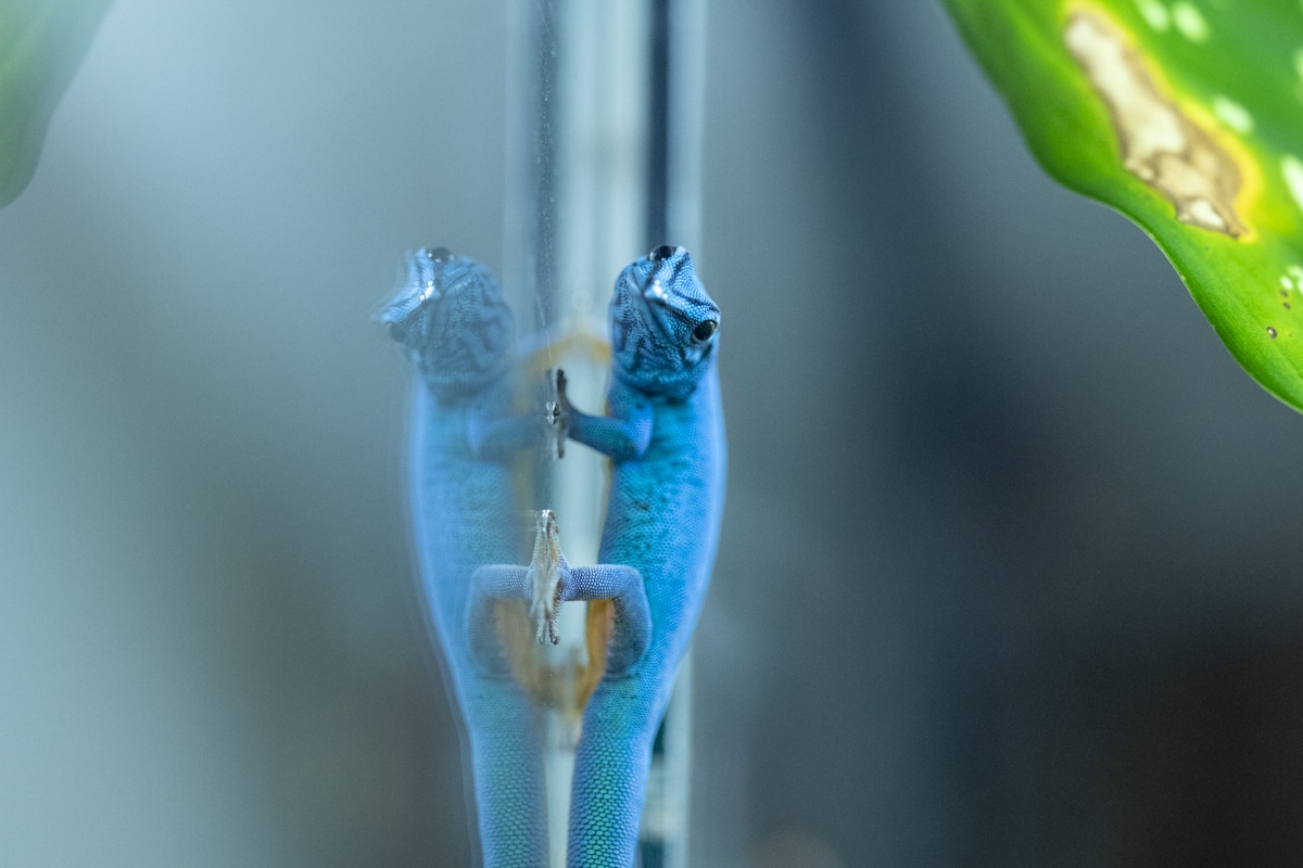No need to feel blue…