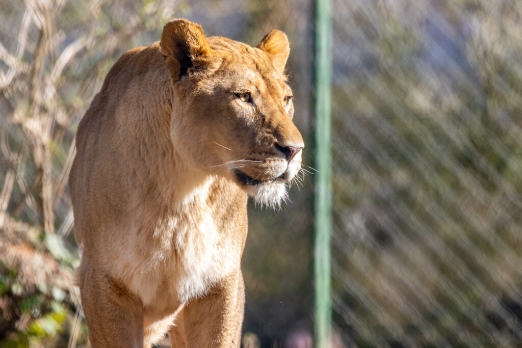 African lion at Paignton Zoo