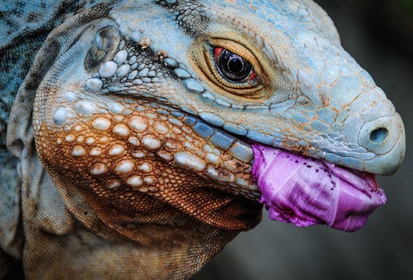 Saving the Blues: Zookeeper’s Mission in Grand Cayman