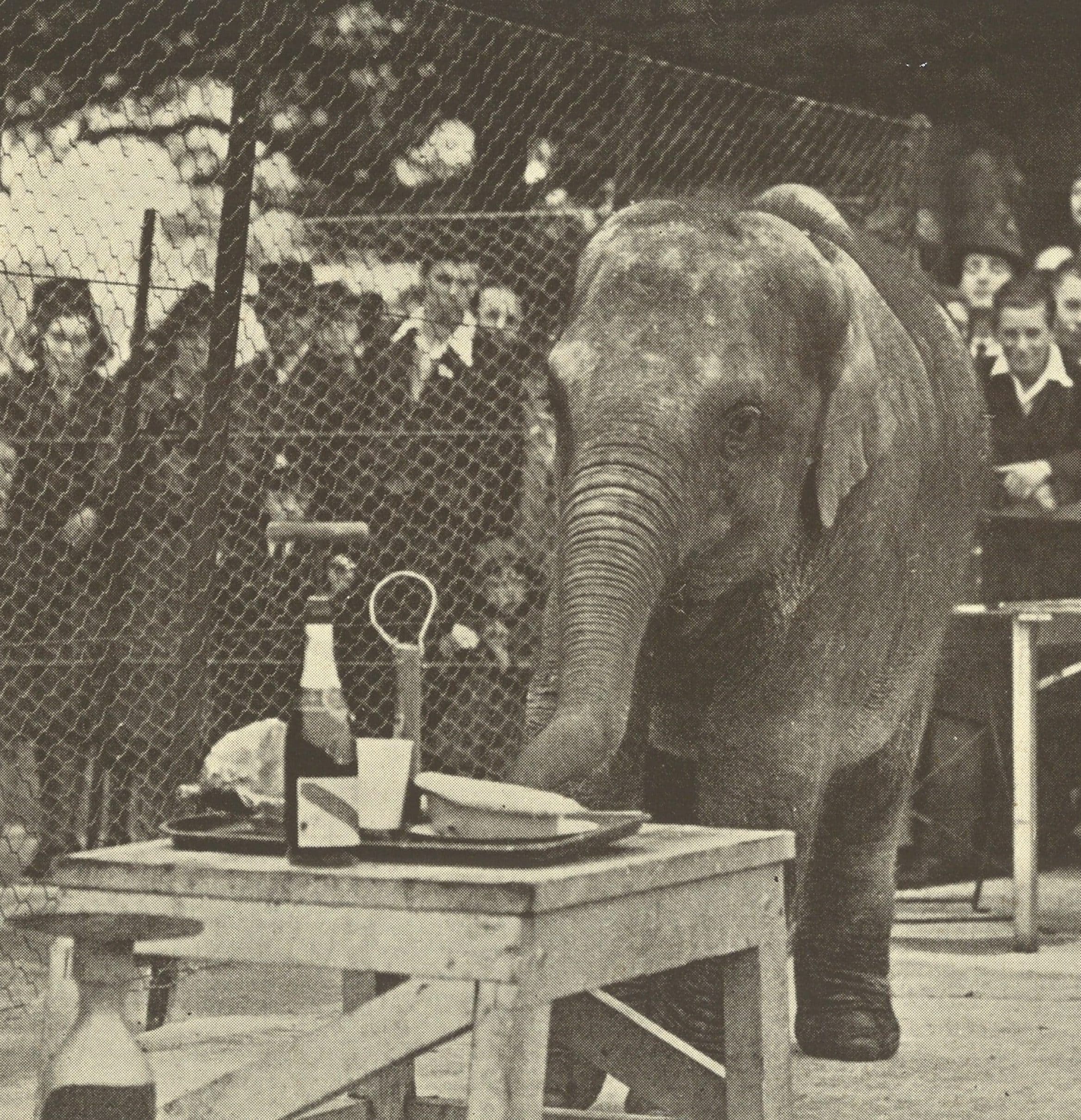 World War Zoo: From Chessington to Devon’s Zoo & Circus