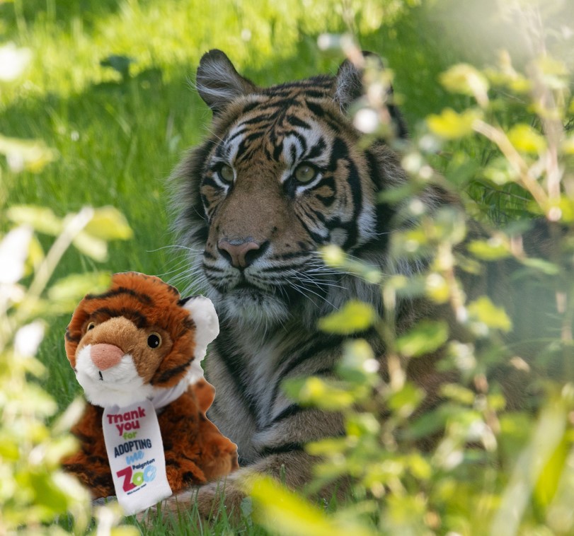 Tiger toy with Tiger 2