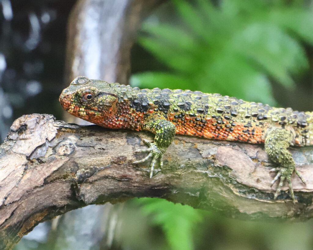 250415 PZ Chinese Crocodile Lizard BC HR 2