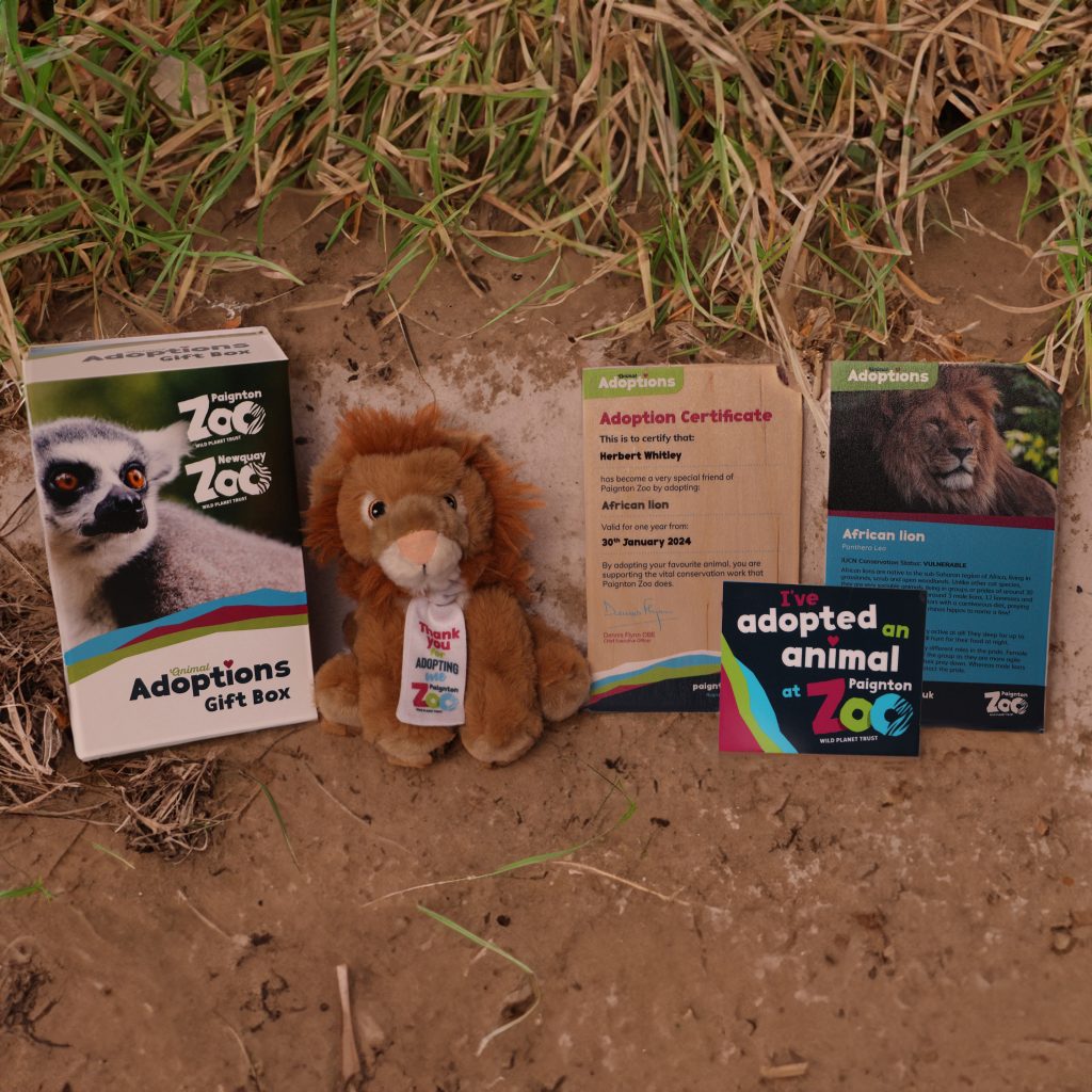 Lion Kids W Sticker Habitat Square