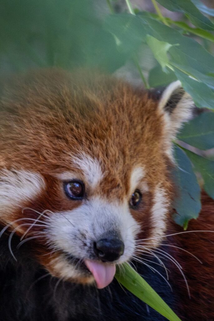 The complimentary adopt a Red Panda Toy shown in a side-by-side with an image of a real Red Panda
