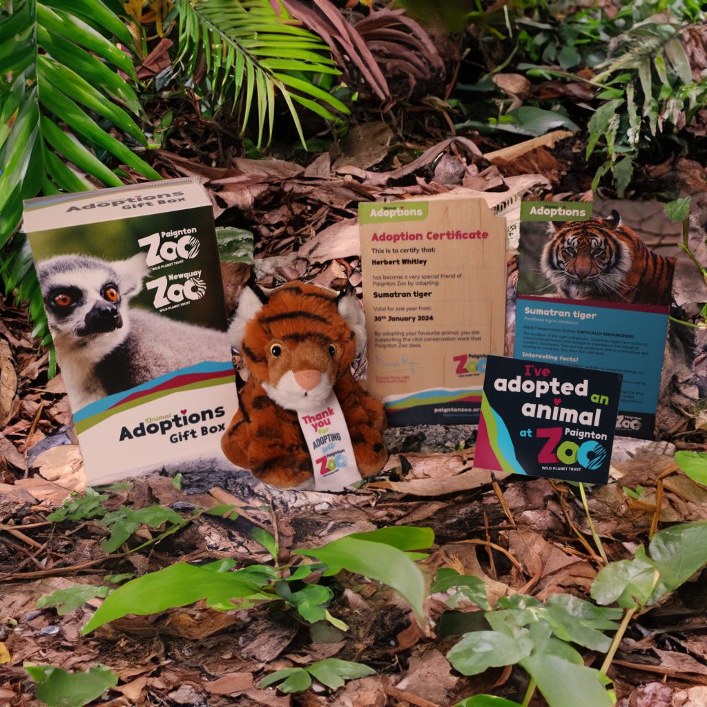 Tiger Kids Group W Sticker Habitat Square