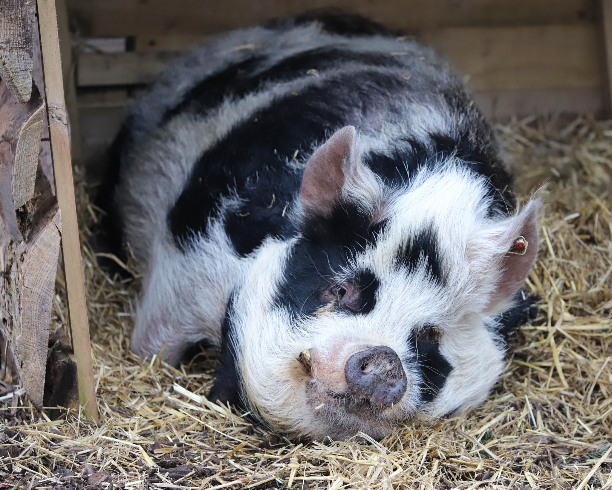 240205 PZ Kunekune Pig BC HR 1
