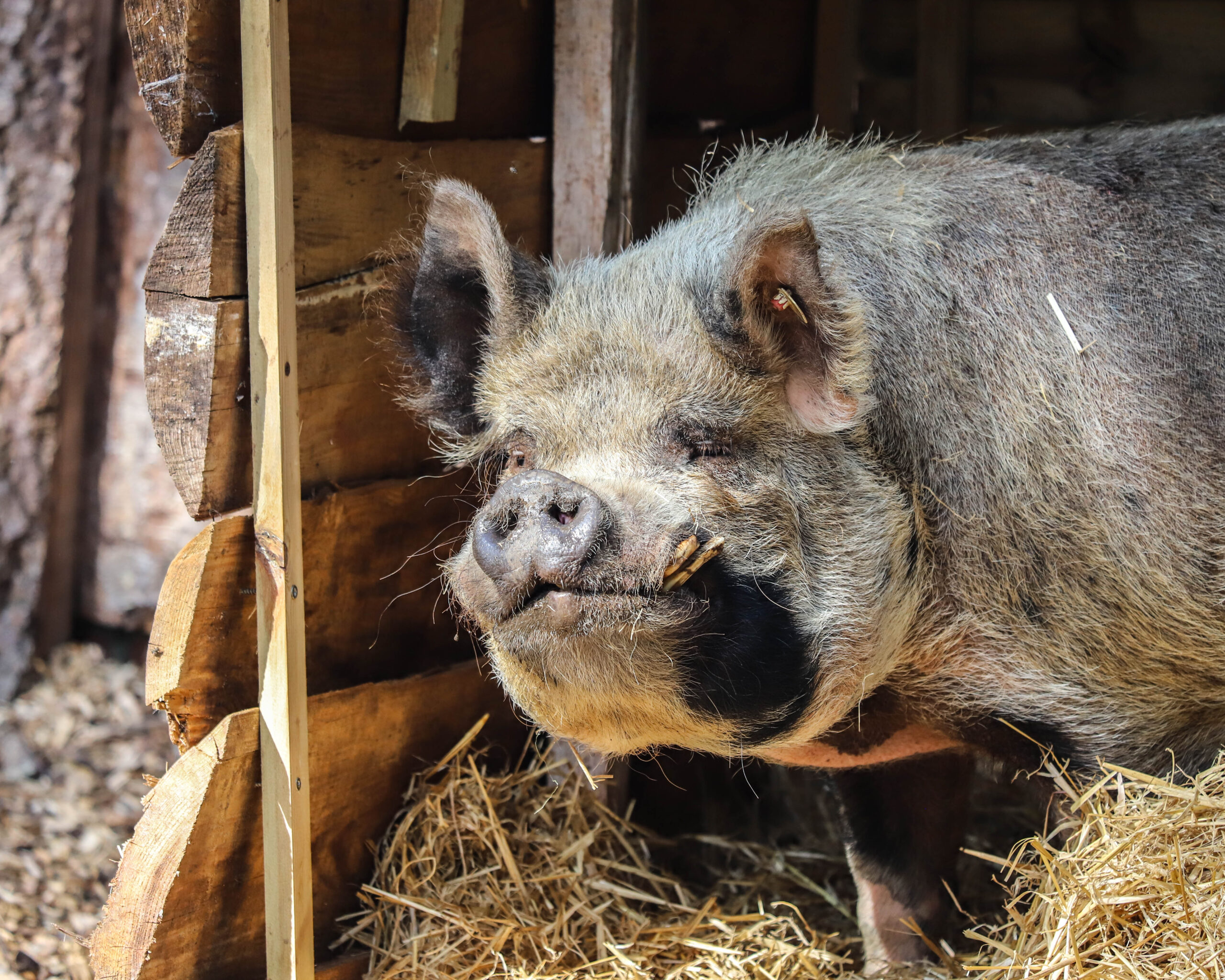 240903 pz kunekune bc hr 4 scaled