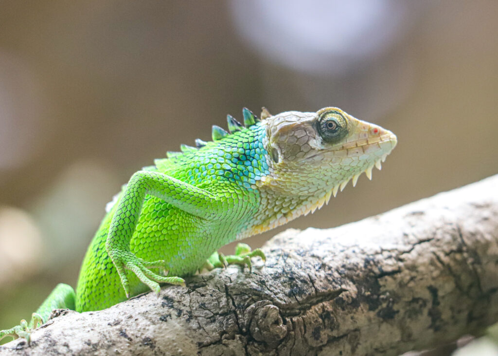 250424 PZ Peruvian Bush Lizard BC HR 1