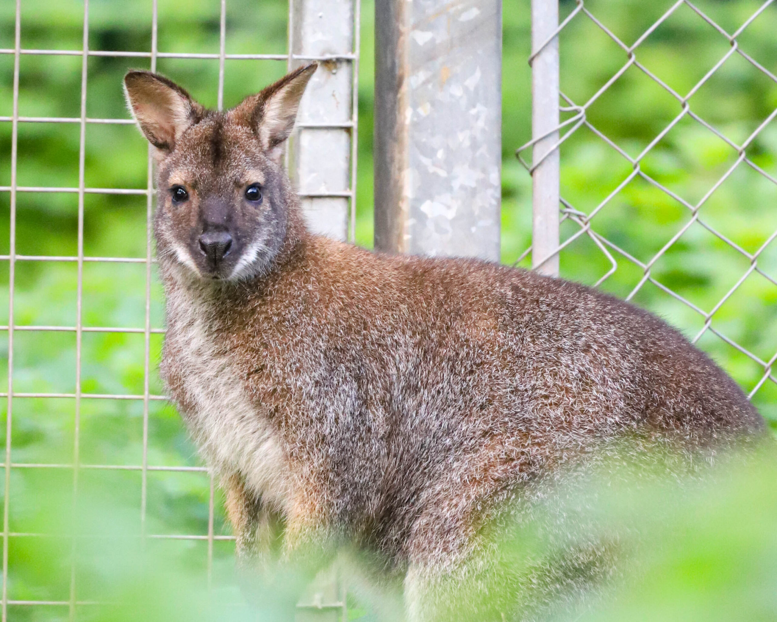 241115 PZ Red Necked Wallaby BC 3 scaled