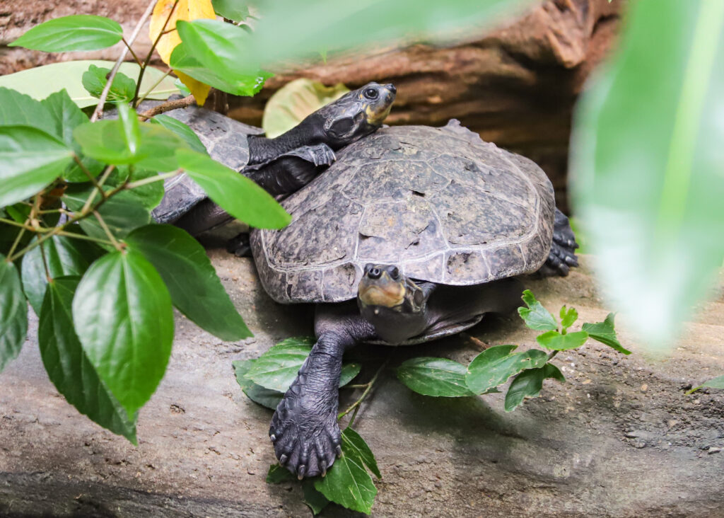 Yellow-spotted river turtles at Paignton Zoo