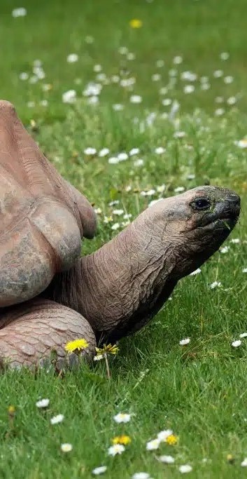 a giant tortoise basking in the sunlight on the grass