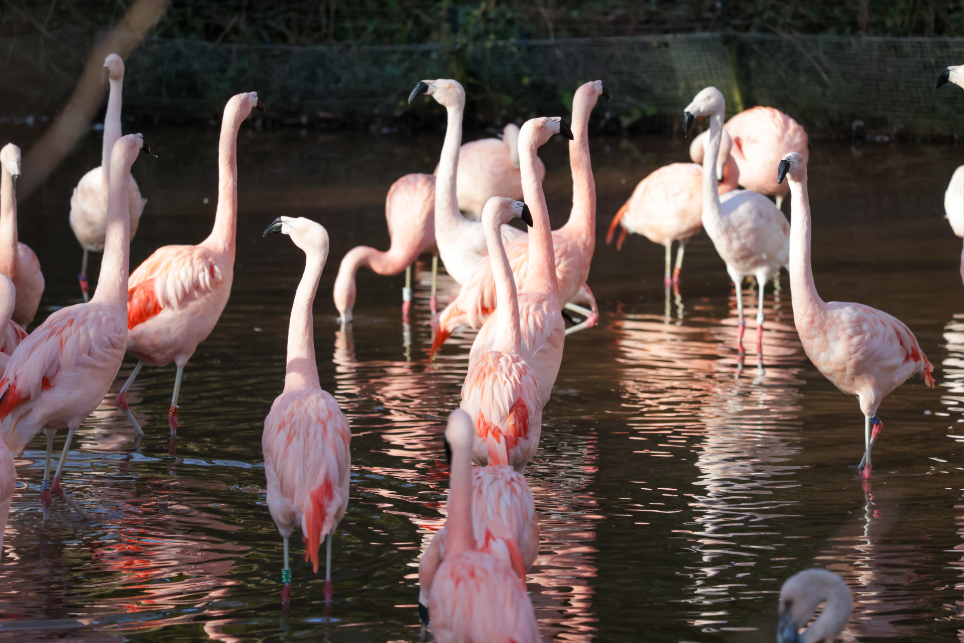 250224 Paignton Zoo Chilean Flamingo Lagoon FA LR 2