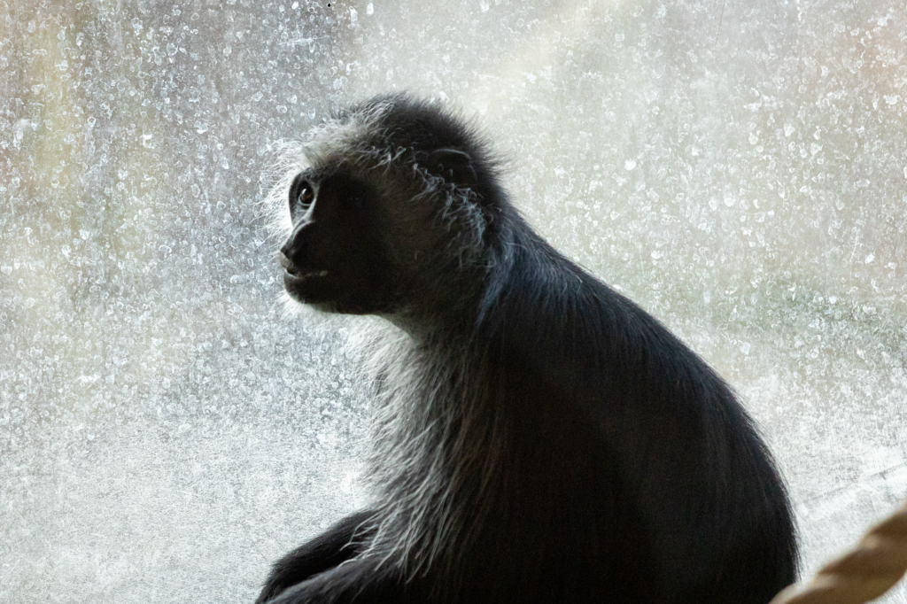 Limbali, the father king colobus monkey at Paignton Zoo, who passed away in October 2025