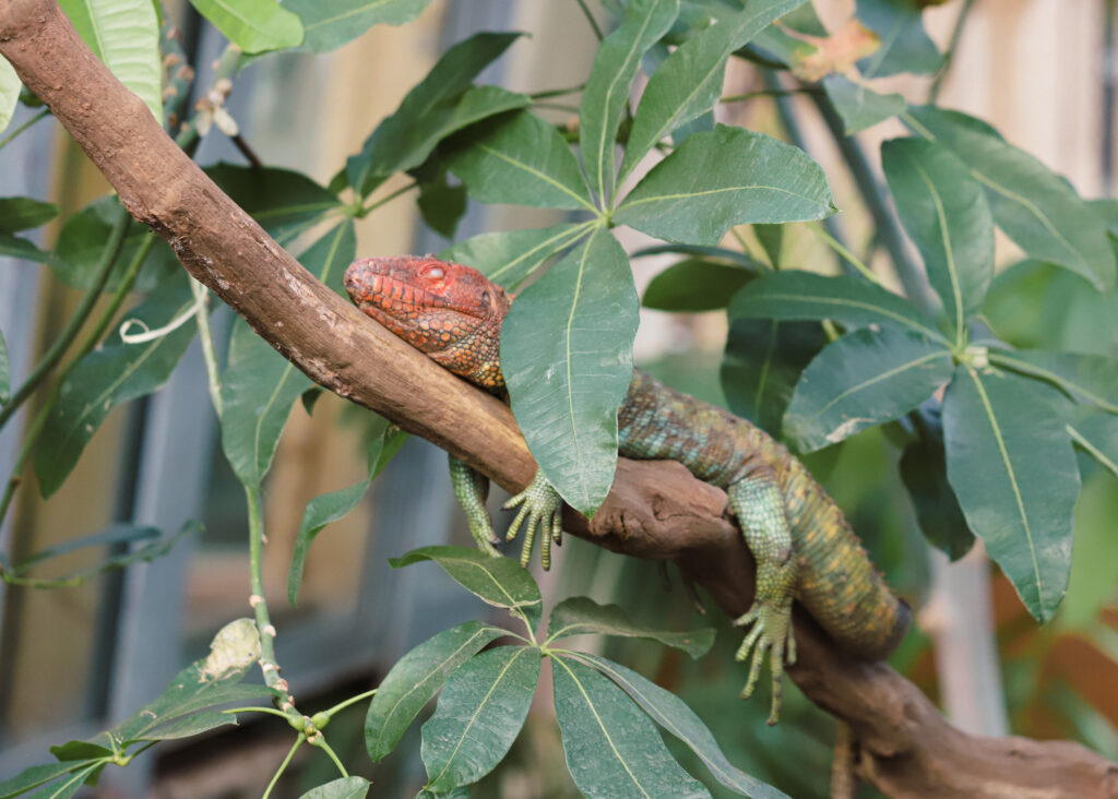 250227 Paignton Zoo Plants BC HR 26
