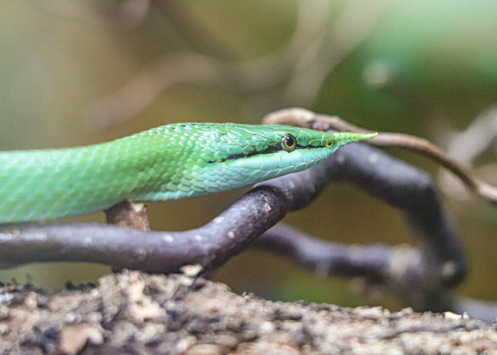 250424 Paignton Zoo Rhinceros Ratsnake Brenna Cliff HR 1