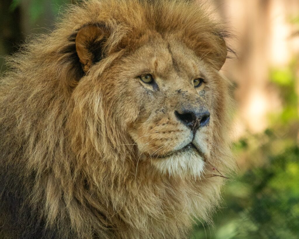 african lion boss 06 23 hr 3