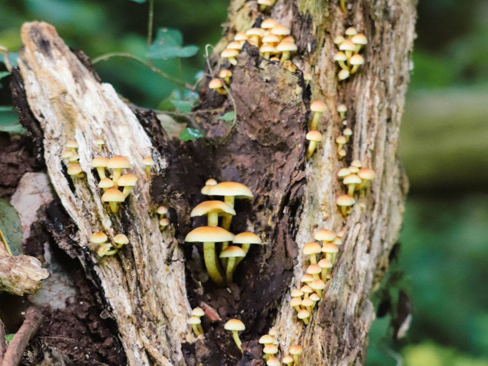 241014 wpt bioblitz nature trail mushrooms bc lr 9